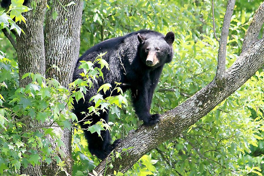 Black Bear Photograph by Chuck Irwin - Fine Art America