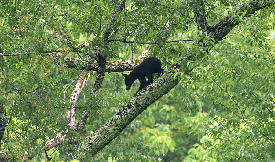 Black bear climbing down the limb Photograph by Dan Friend