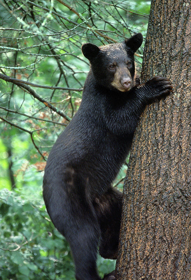 Can Bears Climb Trees?