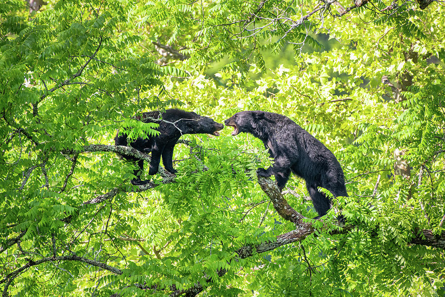 Black Bear Confrontation Photograph by Robert J Wagner