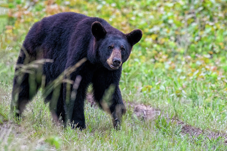 Black Bear Crossing Photograph by Fon Denton