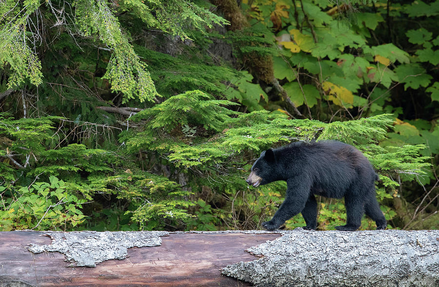 Black Bear Crossing Log Bridge Photograph by Max Waugh