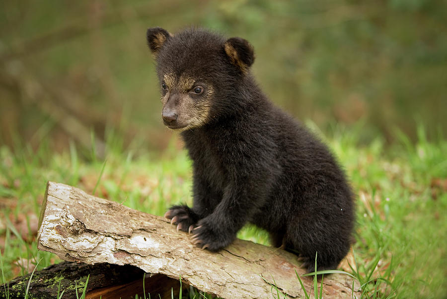 Black Bear Cub #2 Photograph by David Akoubian - Fine Art America