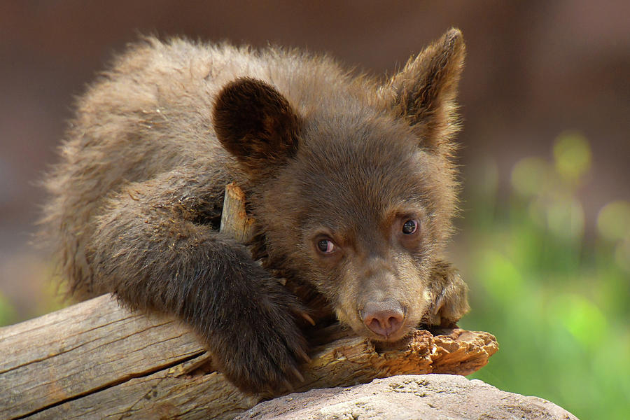 Black Bear Cub 2 Photograph by Dean Hueber - Fine Art America