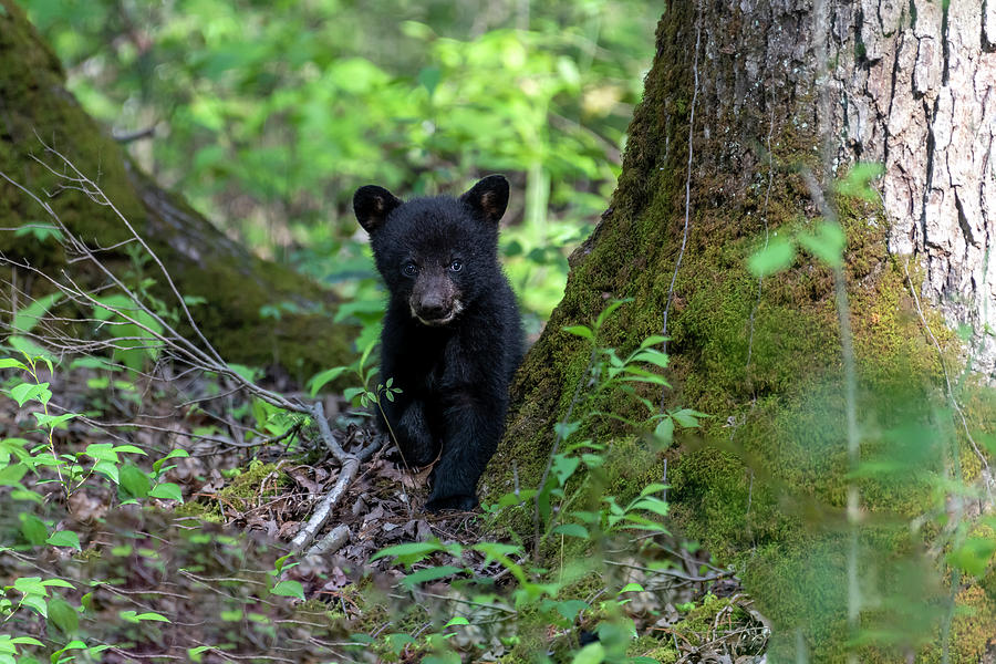 Black bear cub among the large trees Photograph by Dan Friend
