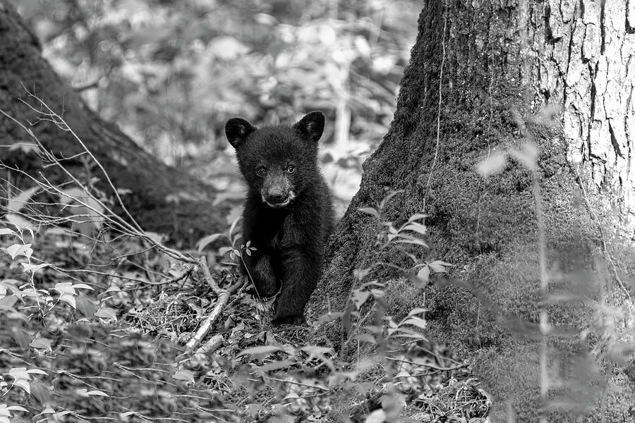 Black bear cub among the trees in the forest  BW Photograph by Dan Friend