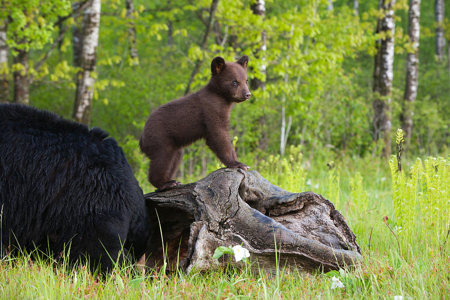 Black bear cub and mother. Photograph by Jimkruger