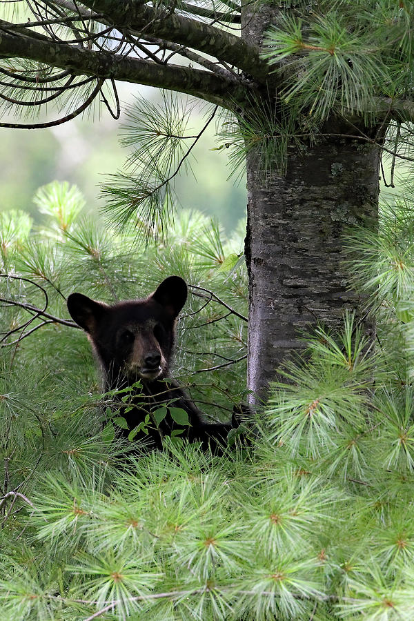 Black Bear Cub At Cades Cove  Photograph by Jennifer Robin