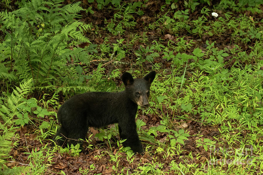 Black Bear Cub Photograph by Barbara Bowen