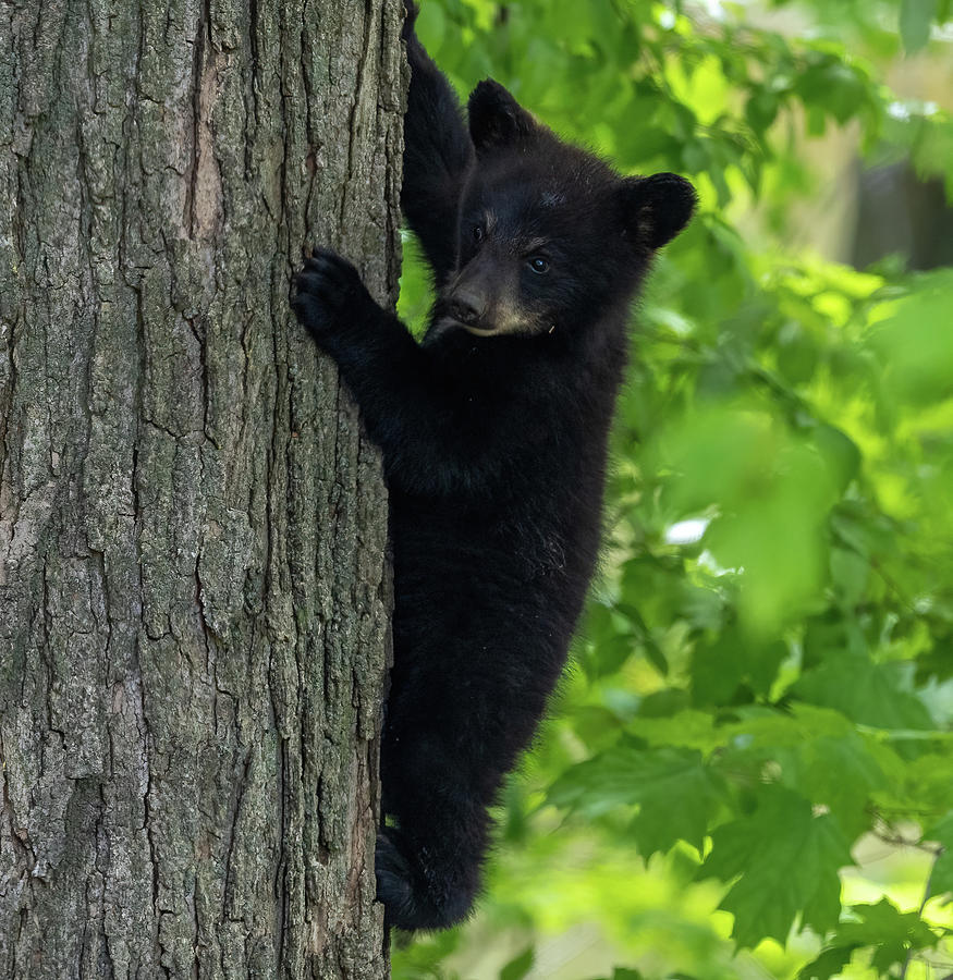 Black bear cub Photograph by Belia Koziak - Fine Art America