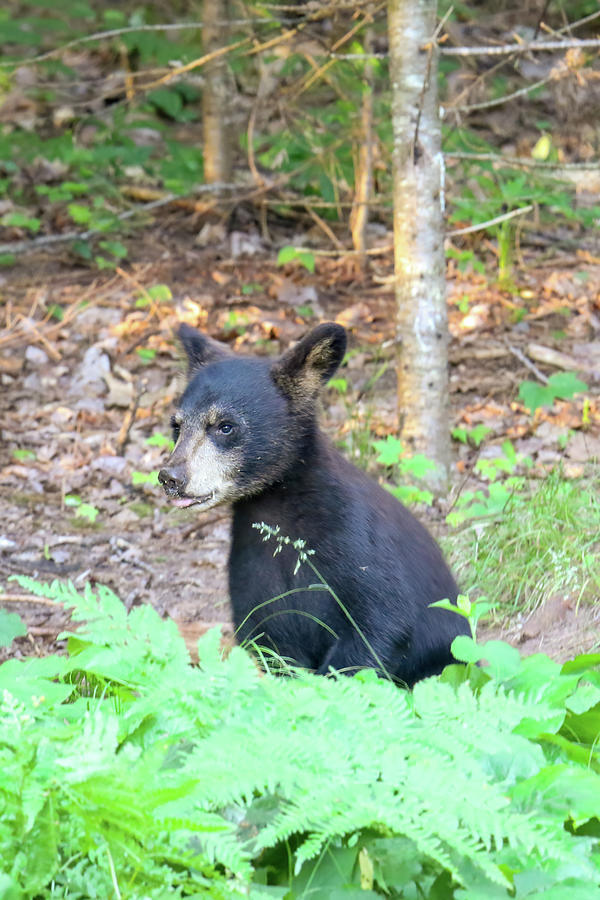 Black Bear Cub Photograph by Brook Burling