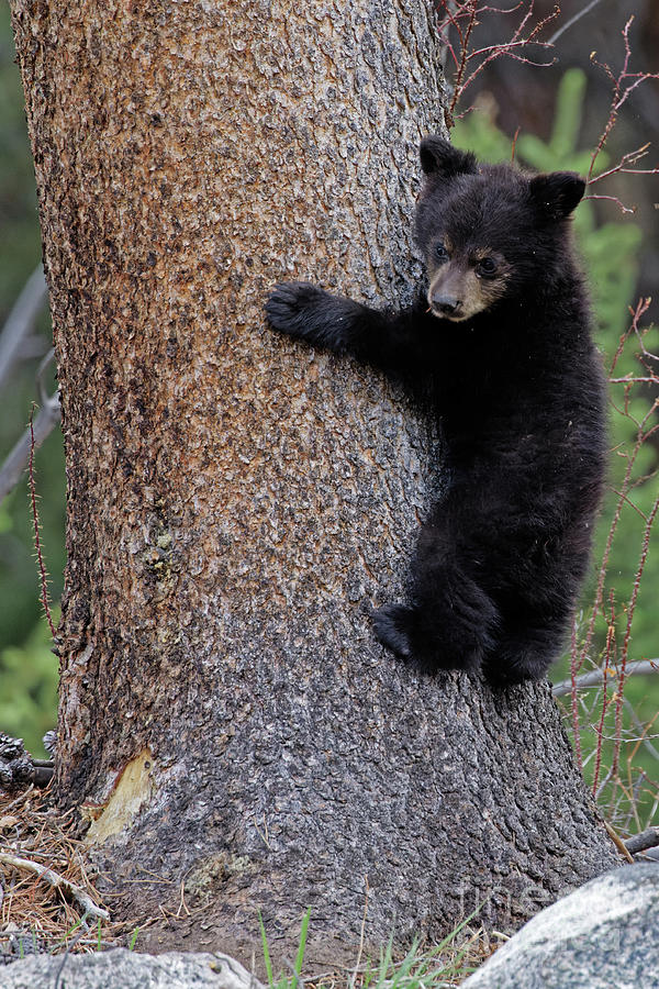 Black Bear Cub Climb Photograph by Natural Focal Point Photography