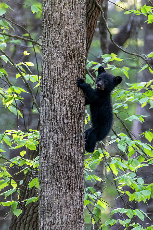 Black bear cub climbing up tree trunk Photograph by Dan Friend