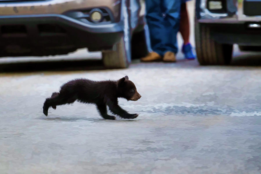 Black bear cub crossing road to get to the other side    paintography Photograph by Dan Friend