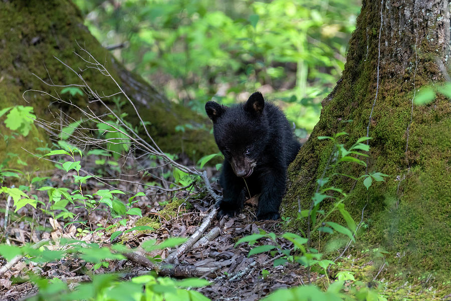 Black bear cub eating leaves off a small plant Photograph by Dan Friend