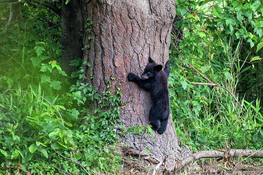 Black Bear Cub Photograph by Fon Denton
