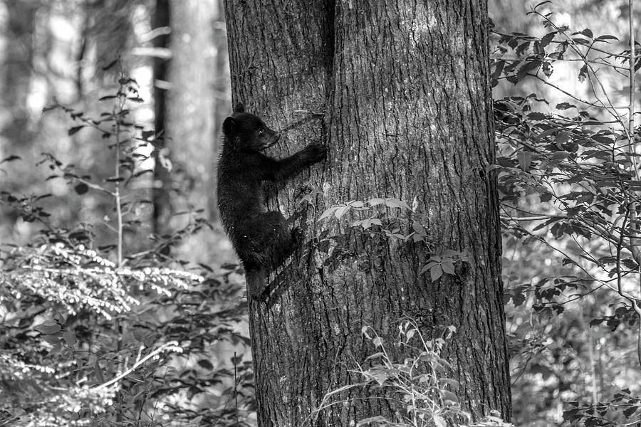 Black bear cub hanging onto trunk of a tree   BW Photograph by Dan Friend