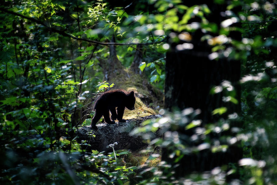 Black bear cub heading back into the forest Photograph by Dan Friend