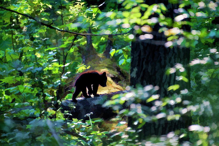 Black bear cub heading back into the forest    paintography Photograph by Dan Friend