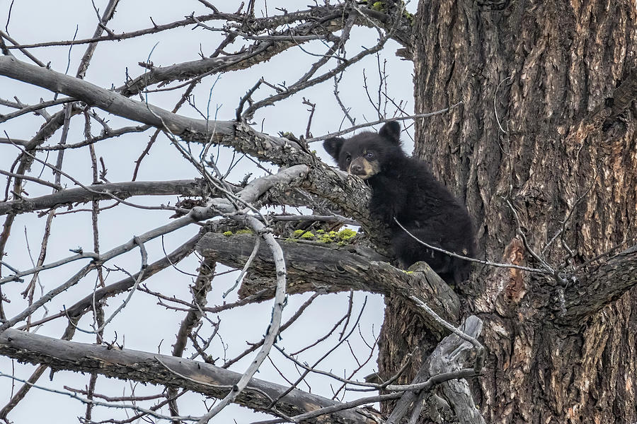 Black Bear Cub in a Tree Photograph by Belinda Greb