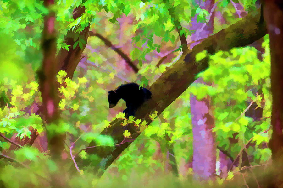 Black bear cub in forest   paintography Photograph by Dan Friend