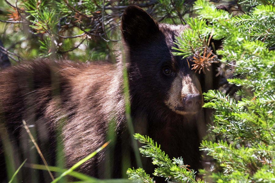 Black Bear Cub in Grand Teton National Park Photograph by Patrick ...