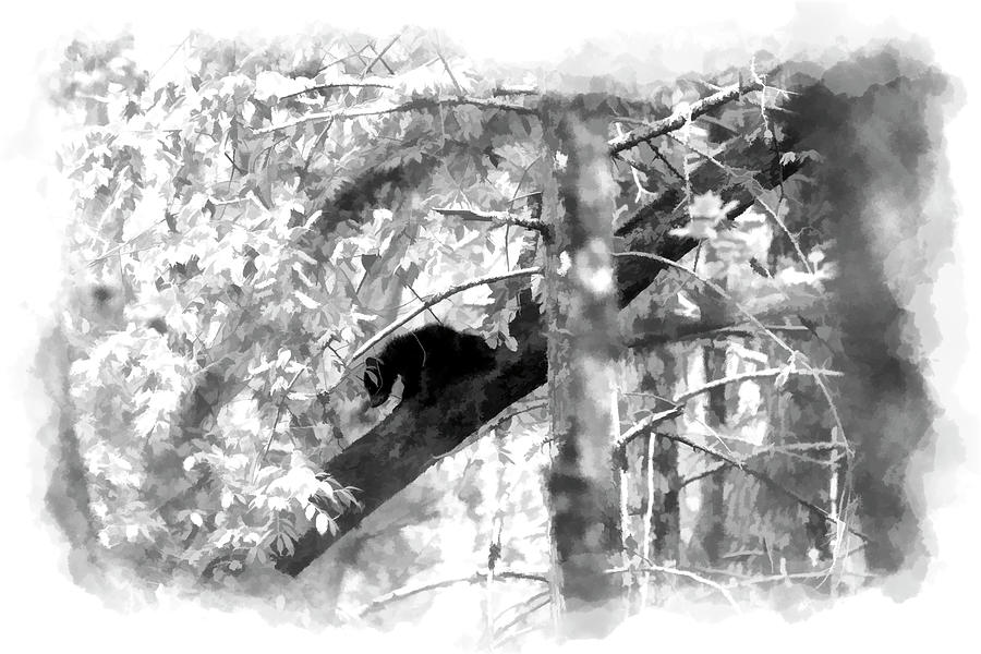 Black bear cub in tree paintography Photograph by Dan Friend