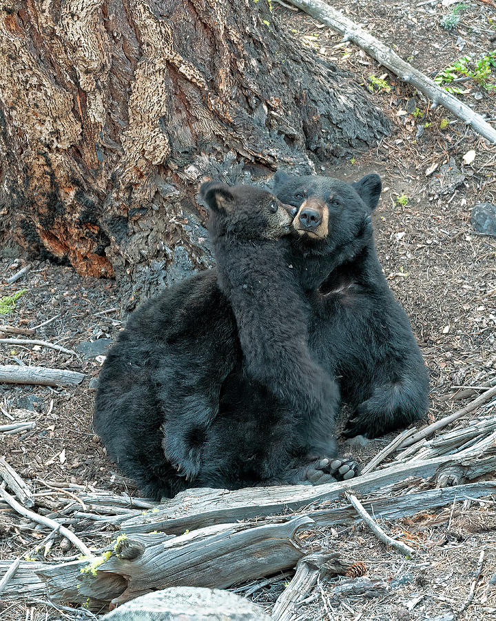Bear Photograph - Black Bear Cub Lets Play   by Gary Langley