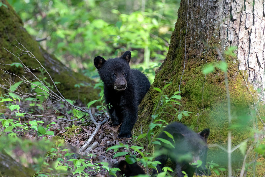 Black bear cub looking around tree Photograph by Dan Friend