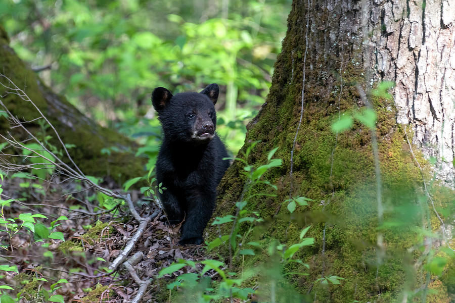 Black bear cub looking up into the tress Photograph by Dan Friend