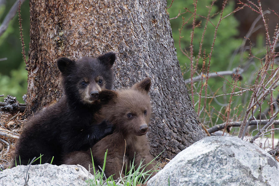 Black Bear Cub Love Photograph by Natural Focal Point Photography