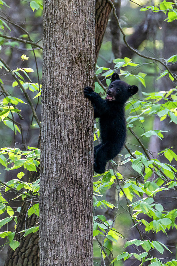 Black bear cub mouth open climbing up tree trunk Photograph by Dan Friend