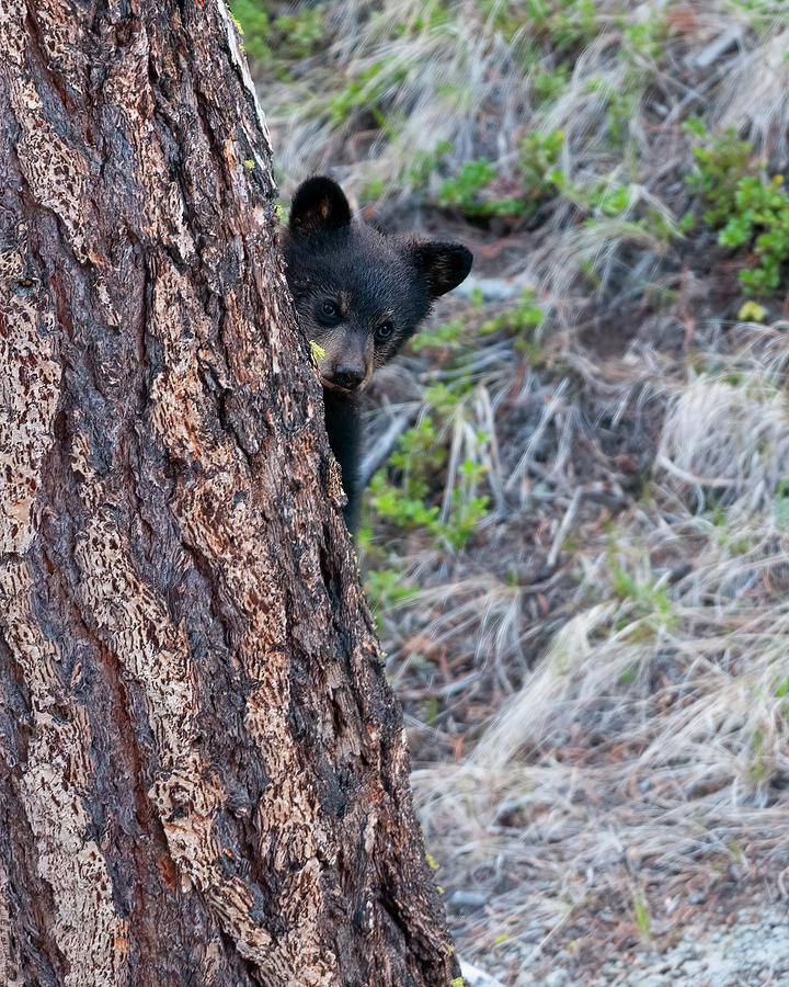 Black Bear Cub peeking  Photograph by Gary Langley