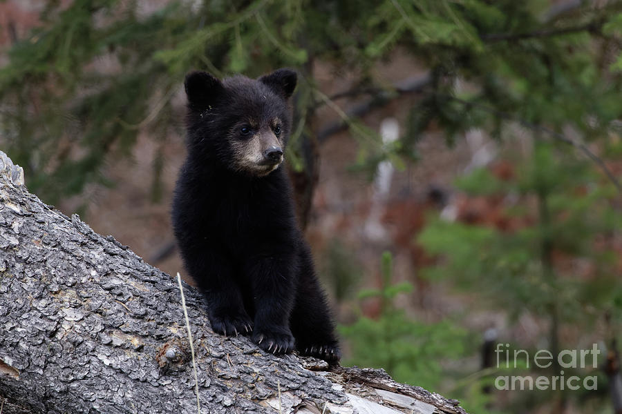 Black Bear Cub Portrait Photograph by Natural Focal Point Photography