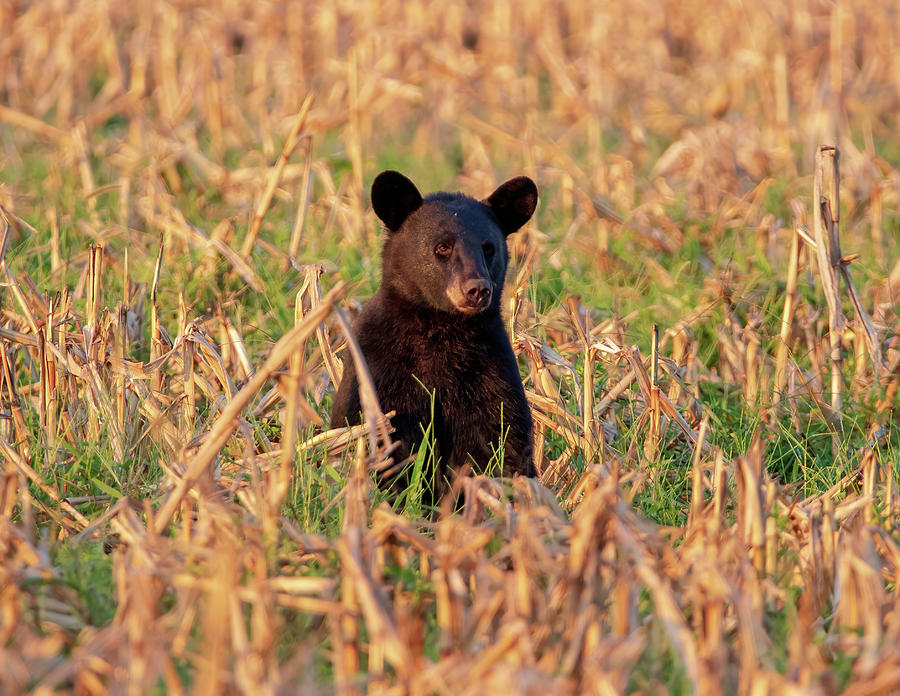 Black Bear Cub Sitting In Field Photograph by Chad Meyer