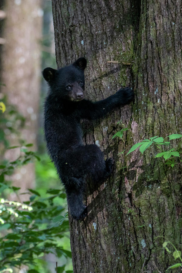 Black bear cub up a tree looking back Photograph by Dan Friend