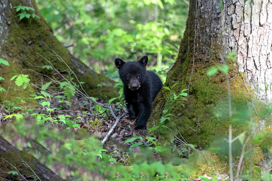 Black bear cub walking along forest floor Photograph by Dan Friend