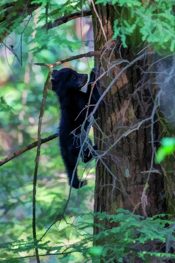 Black bear cubs climbing in the trees playing .......paintography Photograph by Dan Friend