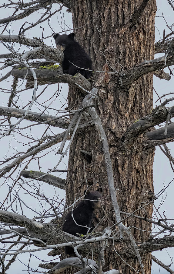 Black Bear Cubs in a Tree Photograph by Belinda Greb