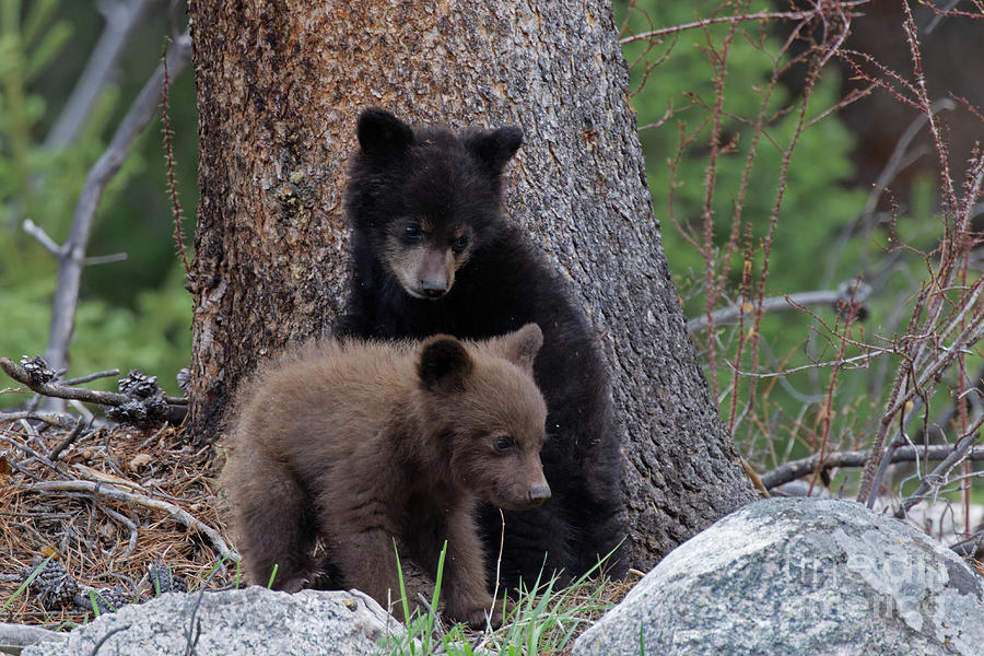 Black Bear Cubs in Yellowstone National Park Photograph by Natural Focal Point Photography