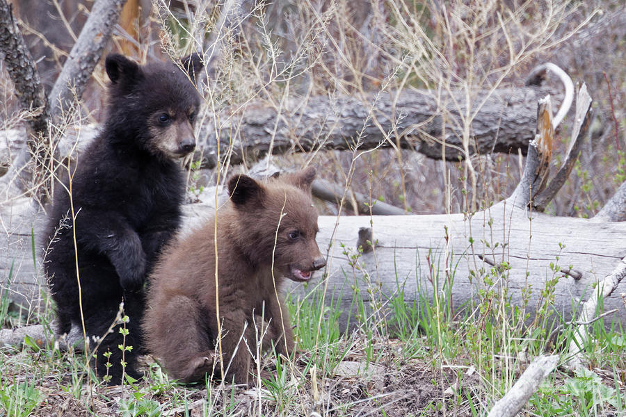 Black Bear Cubs in Yellowstone Photograph by Natural Focal Point Photography