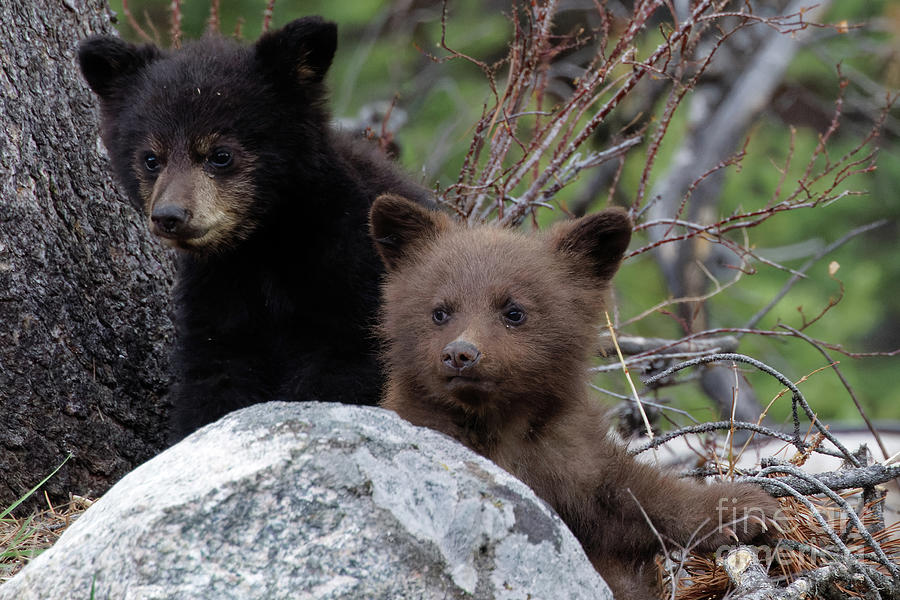 Black bear Cubs Portrait Photograph by Natural Focal Point Photography