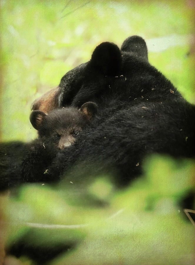Black Bear Cuddles With Mom Photograph by Dan Sproul