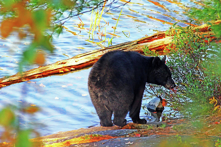Black Bear Photograph by Debbie Oppermann