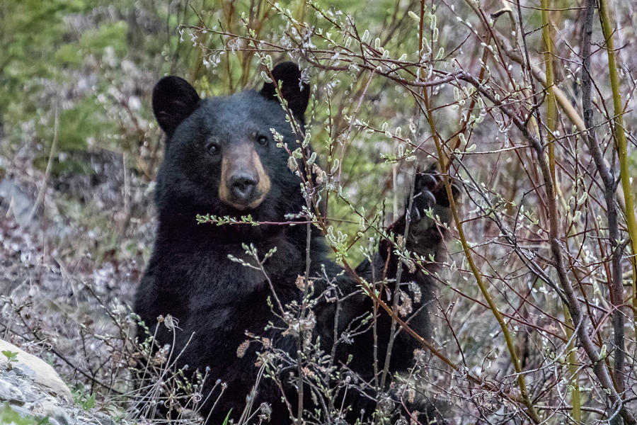 Black Bear Dining on Flora, No. 1 Photograph by Belinda Greb
