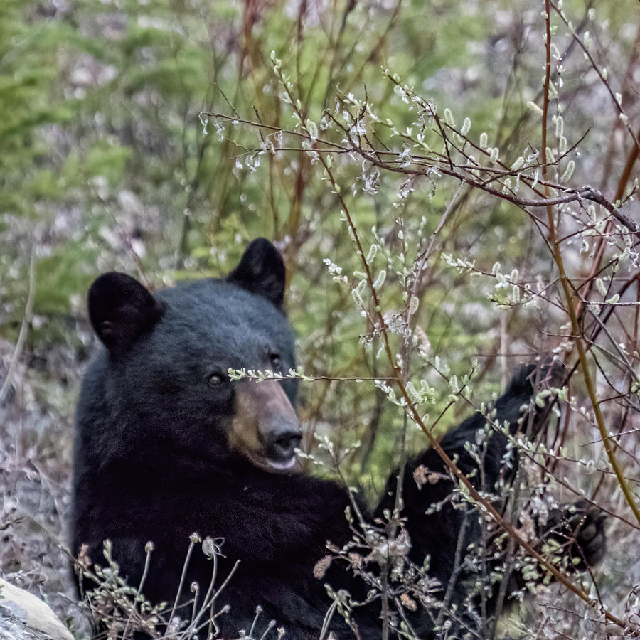 Black Bear Dining on Flora, No. 2 Photograph by Belinda Greb