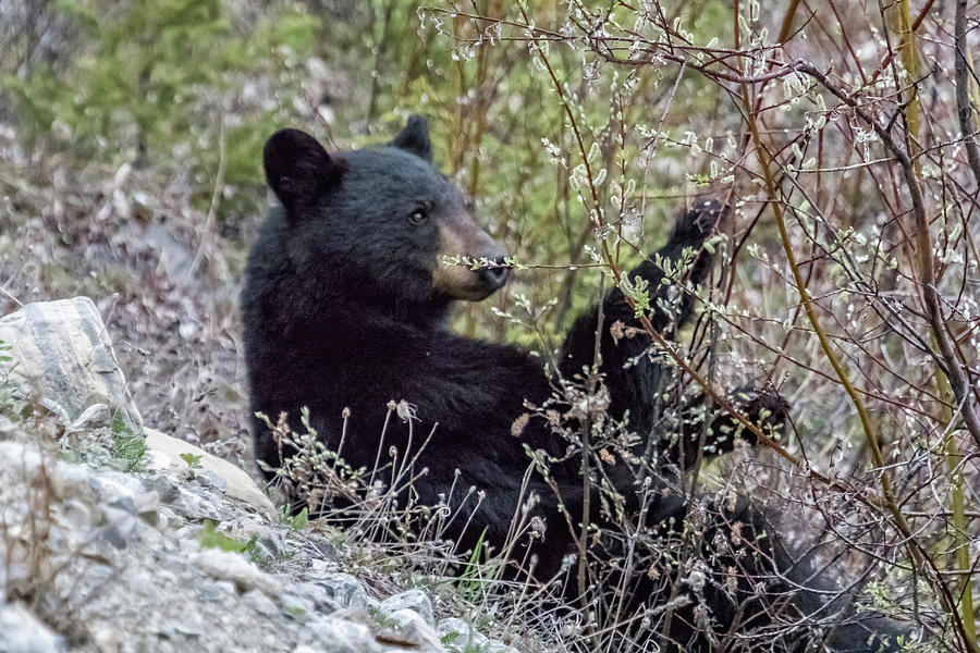 Black Bear Dining on Flora, No. 3 Photograph by Belinda Greb