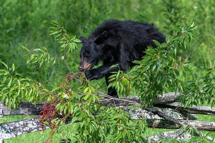 Black bear  eating berries from the branch in chewed off Photograph by Dan Friend