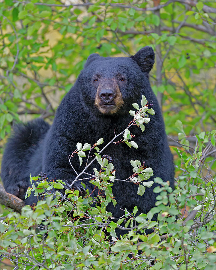 Black Bear  eating berries Photograph by Gary Langley