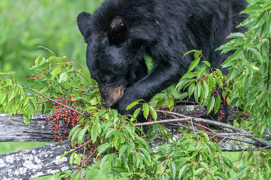 Black bear eating berries on branch on ground Photograph by Dan Friend ...